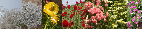 Flowers that dry