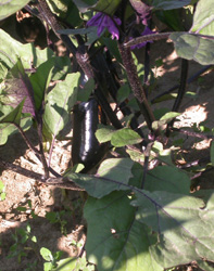 An attractive asian eggplant hiding among purple leaves