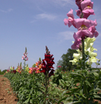 snapdragons