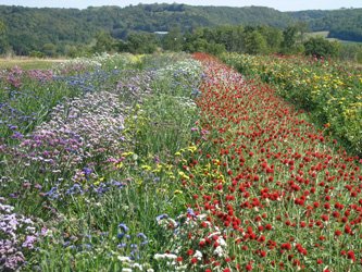Flowers and view looking east