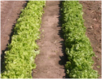lettuce at The Tree Farm