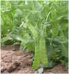 Peapods