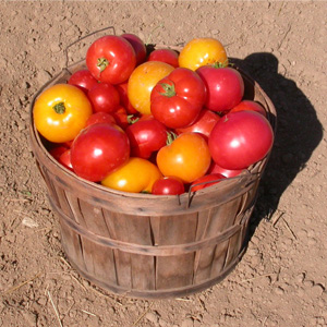 Basket of Tomatoes at the Tree Farm