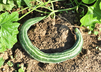 Striped Snake Gourd